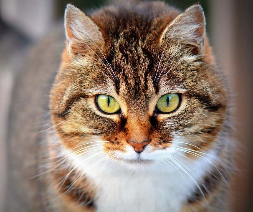 Những người cầm tinh con mèo thường có tính cách ôn nhu, khéo léo