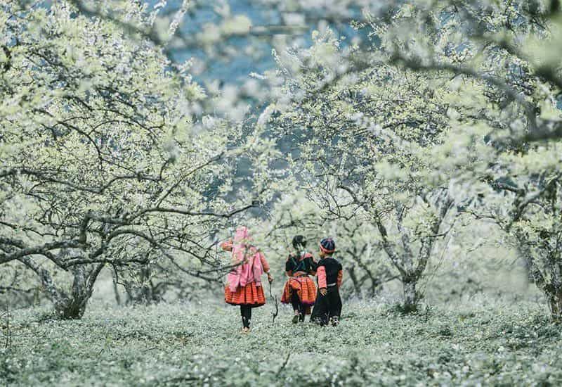 Vườn hoa mận trắng tinh khôi ở Mộc Châu - Sơn La