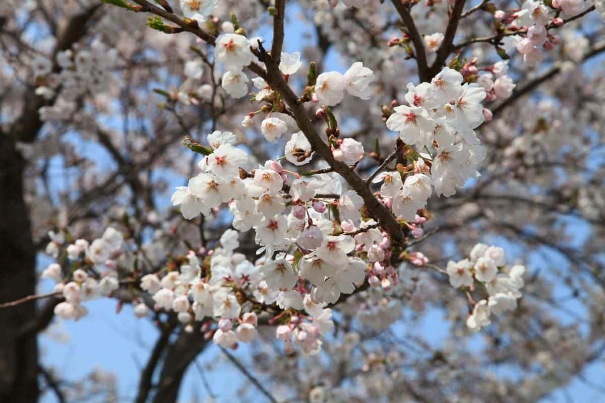 Cảnh sắc tươi tắn của mùa Xuân giúp con người cảm thấy vui vẻ và phấn khởi