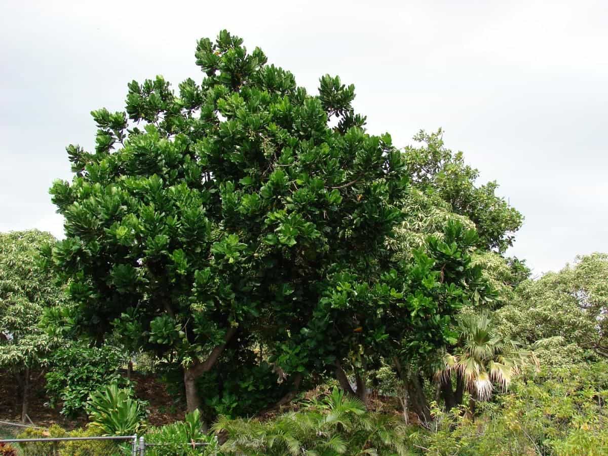 Cây lộc vừng là loài cây phổ biến trên khắp mọi miền đất nước