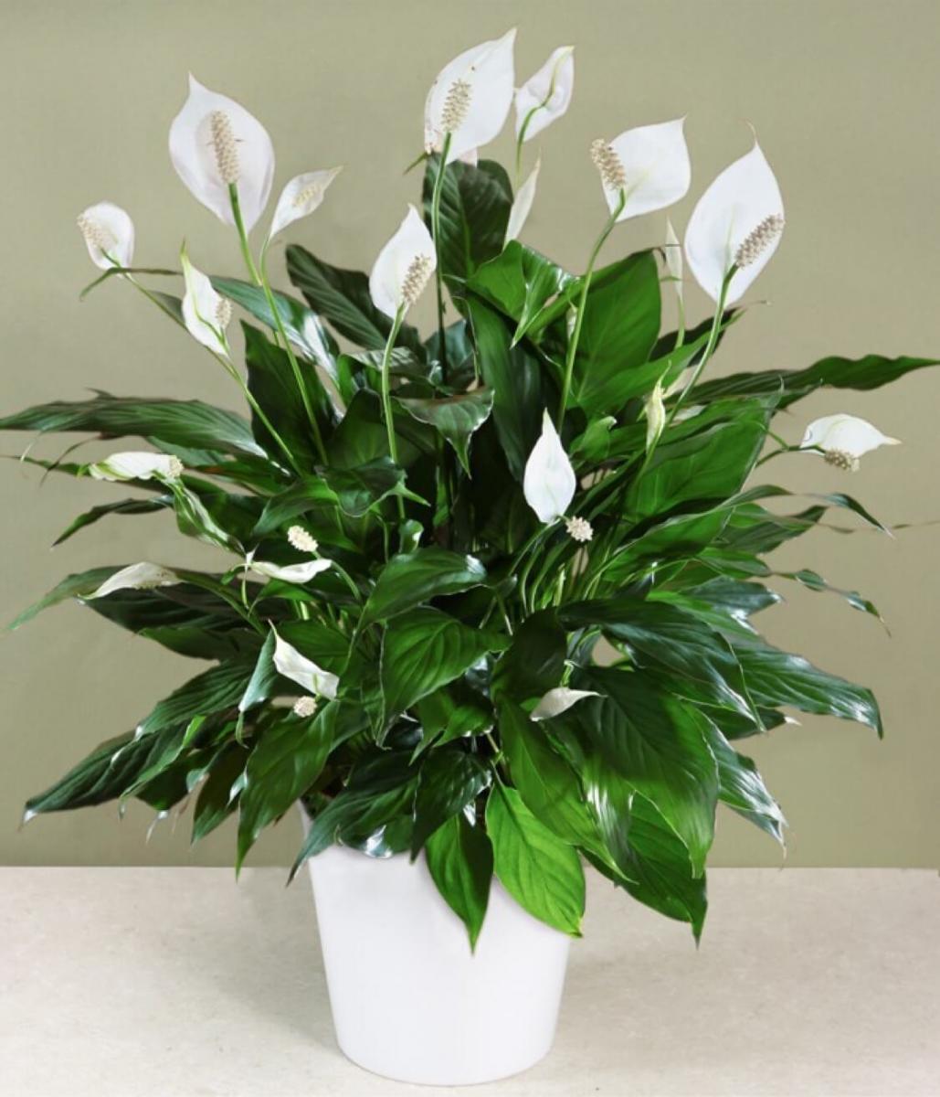 (Những bông hoa trắng muốt của Lan Ý là biểu hiện của tình yêu trong sáng, thủy chung)