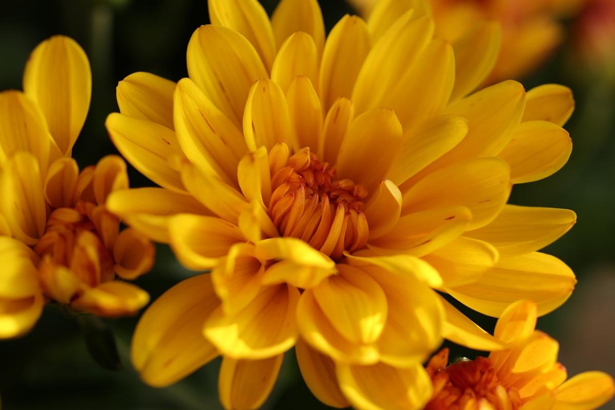 (Hoa cúc có sắc vàng rực rỡ thường được chọn làm hoa cúng Thần Tài)