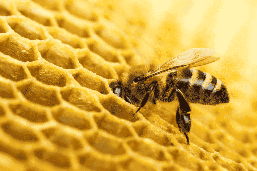 4+ cách đuổi ong ra khỏi nhà hiệu quả an toàn cao