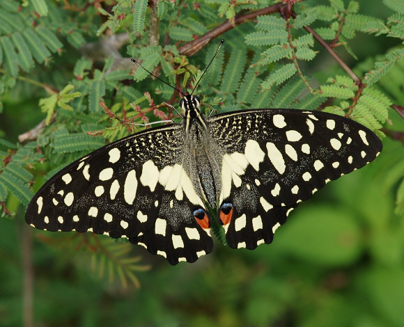 Con bướm chấm bi trắng đen mang nhiều ý nghĩa tích cực trong công việc