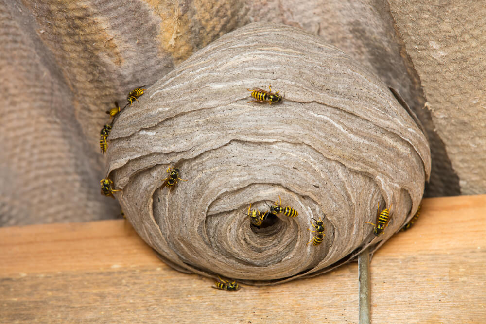 Điềm báo khi ong vào nhà