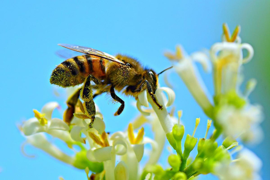 Những điềm báo của giấc mơ về ong và con số may mắn bạn nên biết