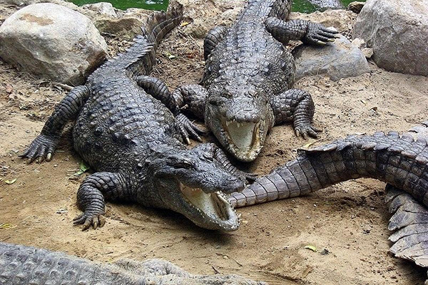 Mơ thấy cá sấu đánh con gì? Số mấy mang lại may mắn cho bạn