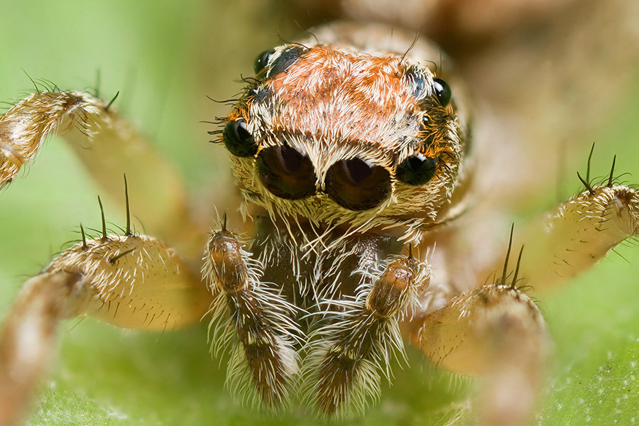 Điềm báo nhện sa trước mặt: Luận giải lành dữ và các con số ít người biết