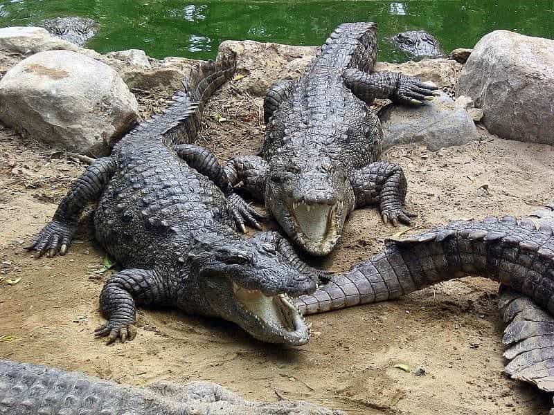 Hai con cá sấu trong mơ cùng bộ đôi 32 và 60