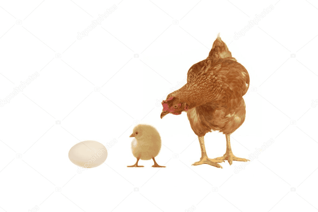 Mơ thấy gà đẻ trứng là điềm lành hay điềm dữ