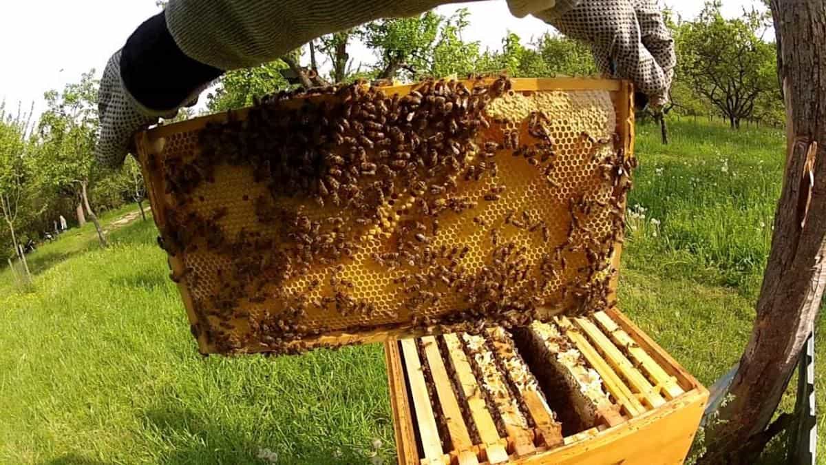 Mơ thấy ong đang làm mật báo hiệu sự kết hợp tài lộc