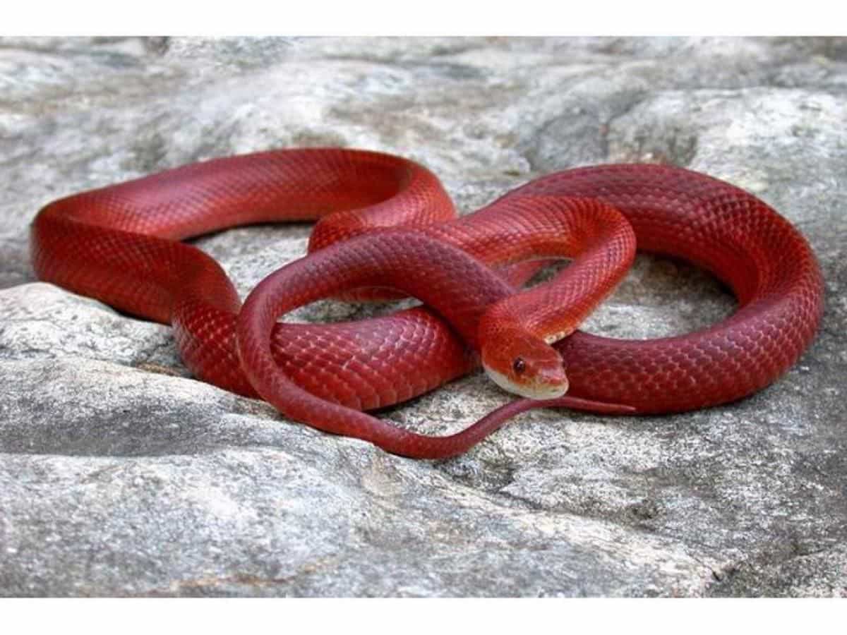 Mơ thấy rắn đỏ tượng trưng cho sự may mắn
