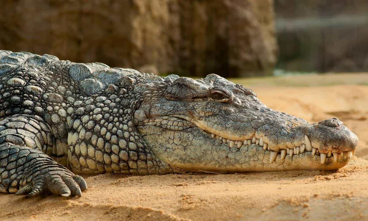 Nằm mơ bắt được cá sấu mang điềm báo gì?