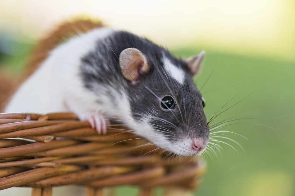 Nằm mơ thấy chuột có thể là điềm báo cho sự may mắn