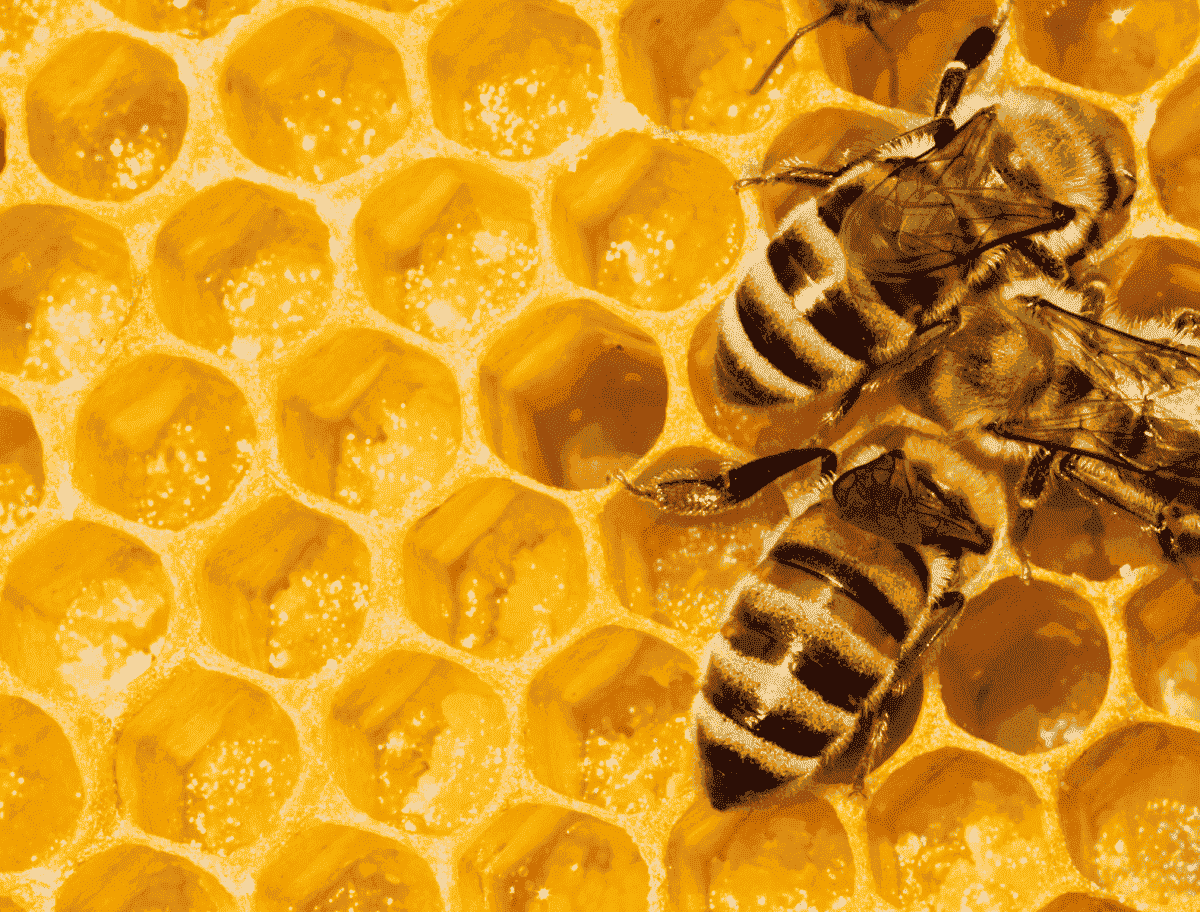 Vì sao ong vào nhà làm tổ