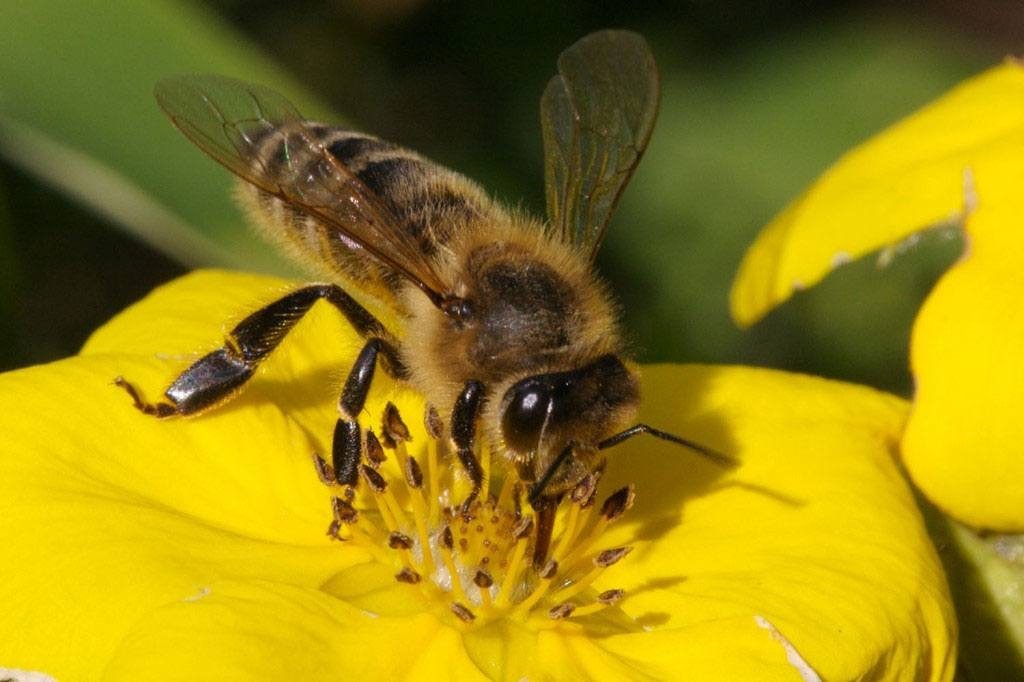 Số 57, 75 là con số may mắn khi mơ thấy bị ong chích khi đang lấy mật